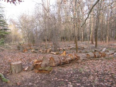 Прикрепленное изображение: IMG_5488.JPG